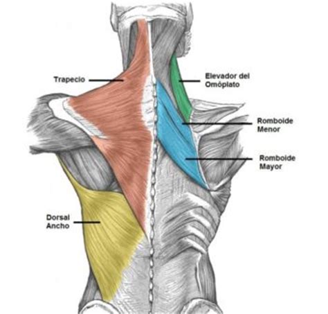 Anatomía de los músculos de la espalda