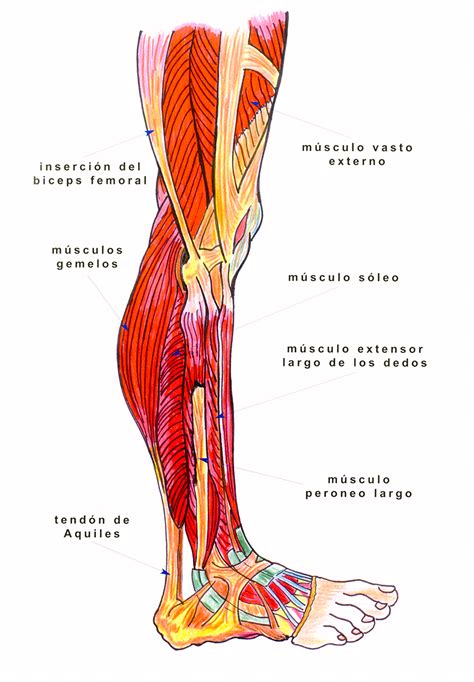 Anatomía De Los Músculos De Las Piernas: La Guía ...