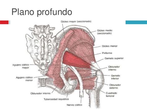 Anatomía de los Músculos de las Piernas » MT