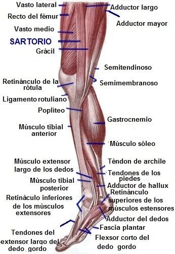 Anatomía de rodilla, imagenes, articulacion, ligamentos ...