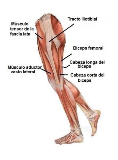 Anatomía de rodilla, imagenes, articulacion, ligamentos ...