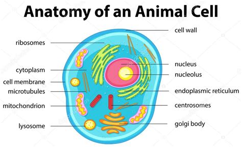 Anatomía de una célula animal con palabras — Archivo ...