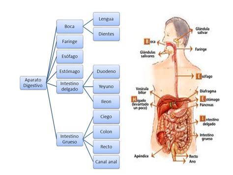 Anatomía del Aparato Digestivo   ppt video online descargar