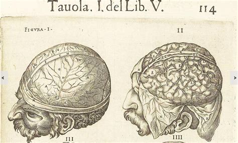 Anatomía del cerebro humano LaFacu@News