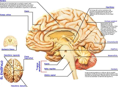 Anatomia del cerebro. | Sistema nervioso | Pinterest | El ...