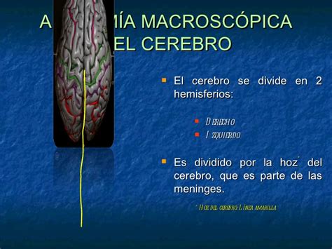 Anatomía del cerebro y médula espinal