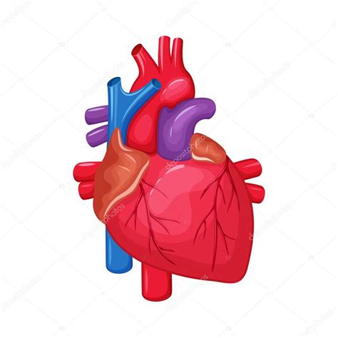 Anatomía del corazón humano — Vector de stock © nordfox ...