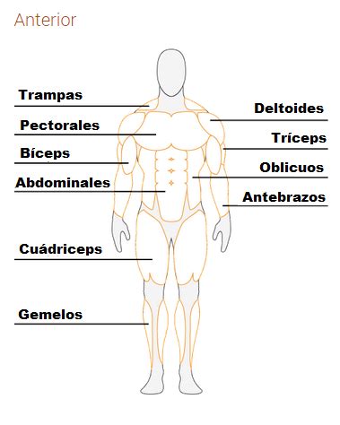 Anatomía del cuerpo humano: Músculos más importantes ...