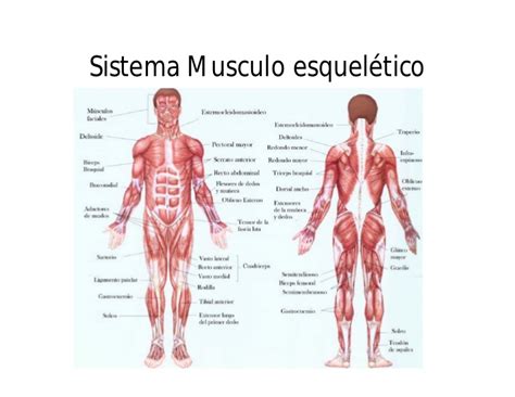 Anatomia del cuerpo humano
