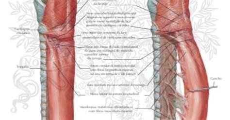 Anatomía del Esófago ~ MEDICINA CLÍNICA Y QUIRÚRGICA