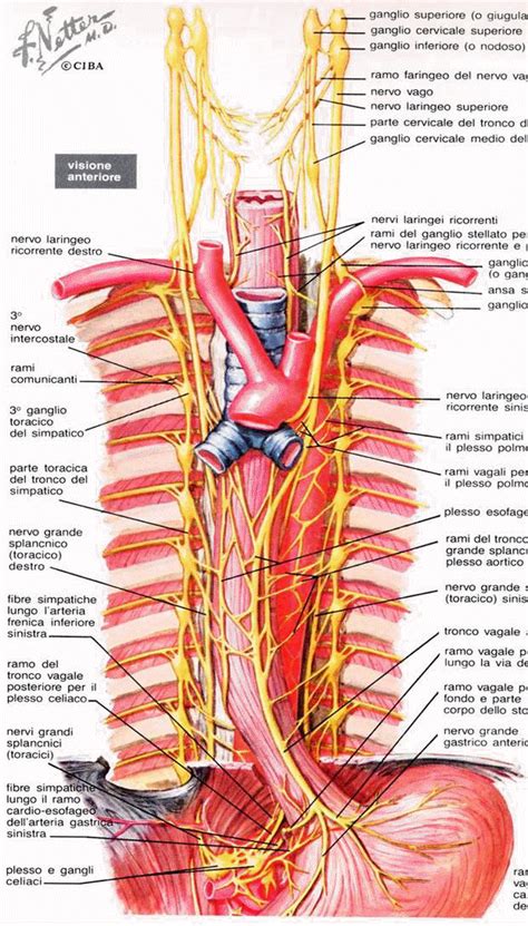Anatomia Del Esofago Pictures to Pin on Pinterest   ThePinsta