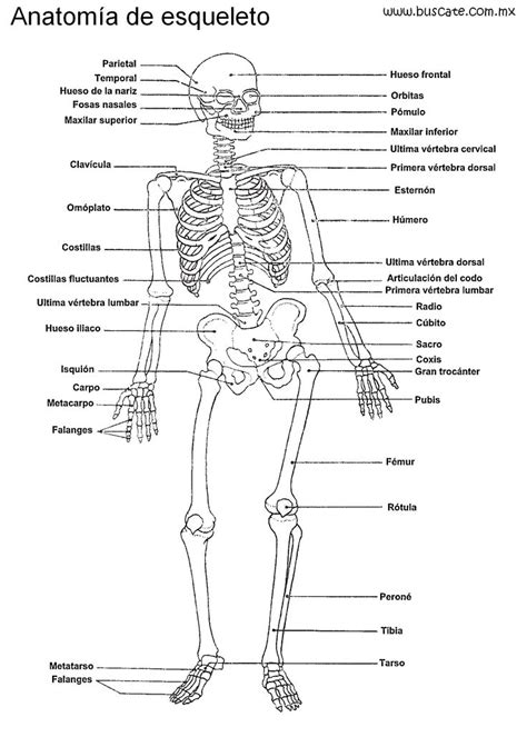 Anatomía del esqueleto humano, junto con los nombres de ...