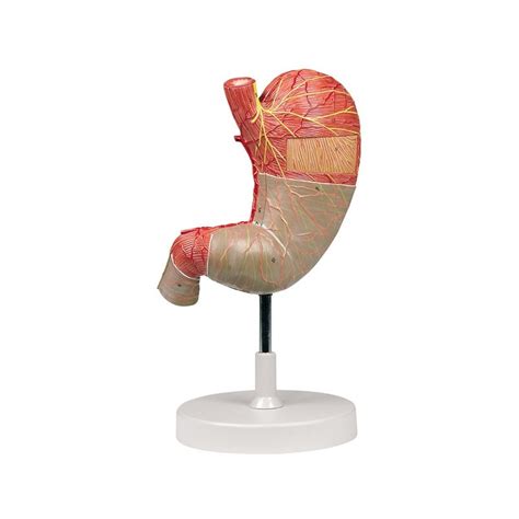 Anatomía del Estómago, compra online