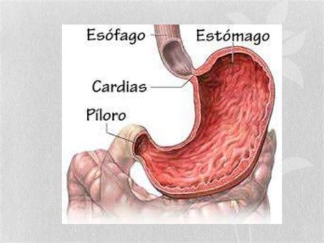 Anatomia del estómago