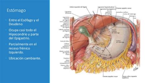 anatomia del Estomago