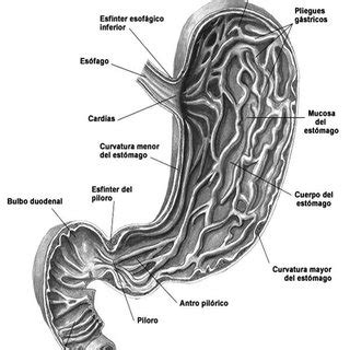 Anatomía del estómago y partes que lo conforman ...