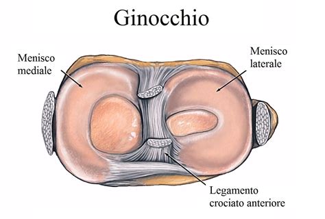Anatomia del ginocchio, menisco, anteriore, posteriore ...