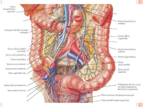 Anatomía del Intestino Grueso