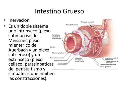 Anatomia del Intestino Grueso