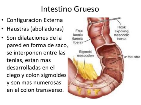 Anatomia del Intestino Grueso