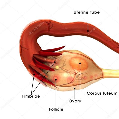 Anatomía del ovario humano — Fotos de Stock © sciencepics ...