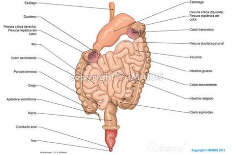 Anatomía del sistema digestivo y del abdomen ...