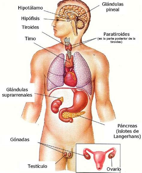 Anatomía del sistema endocrino   Sistema endocrino