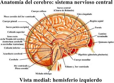 Anatomía del sistema nervioso central humano
