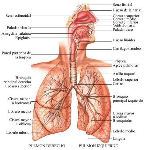 Anatomia Del Sistema Respiratorio Humano Pdf download free ...