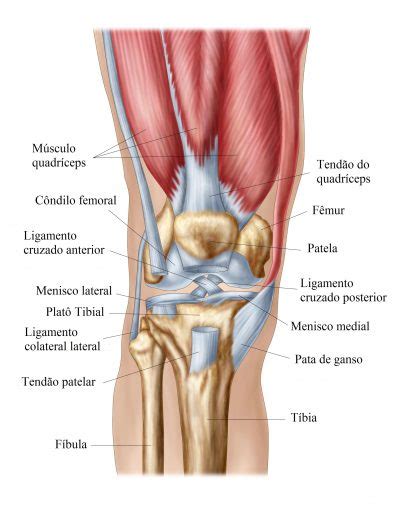 Anatomia do joelho, ligamentos, articulação, músculos e ...