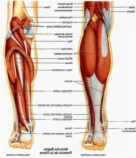 Anatomia dos músculos das pernas: o guia definitivo ...
