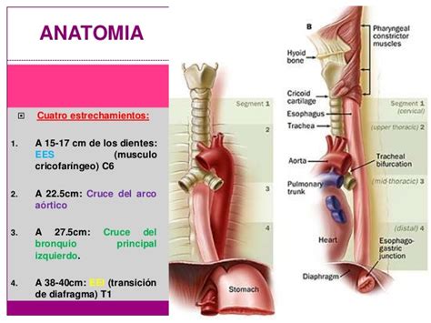 Anatomia esofago enarm