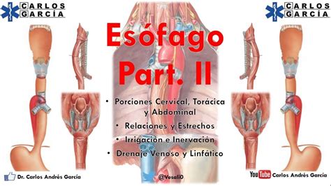 Anatomía   Esófago Part II Mucosa, Irrigación, Venas ...