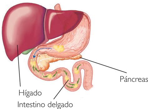 ANATOMIA, FISIOLOGIA Y EDUCACION PARA LA SALUD: Sistema ...