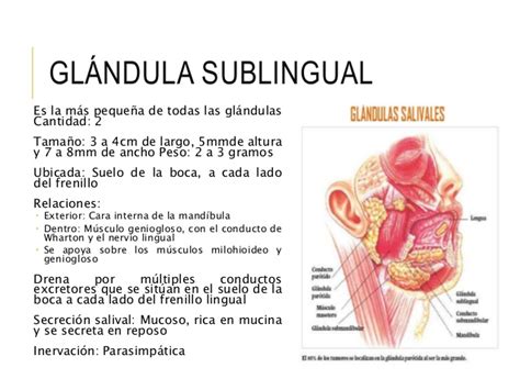 Anatomia fisiologia y patologia de boca y glandulas salivales