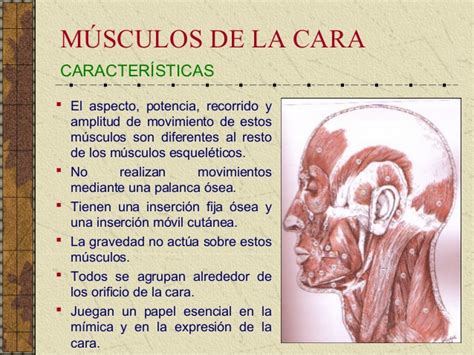 Anatomia funcional de los musculos de la cara