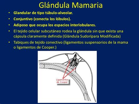 Anatomia glandula mamaria