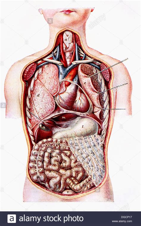 Anatomía humana. Antigua ilustración del Diccionario ...