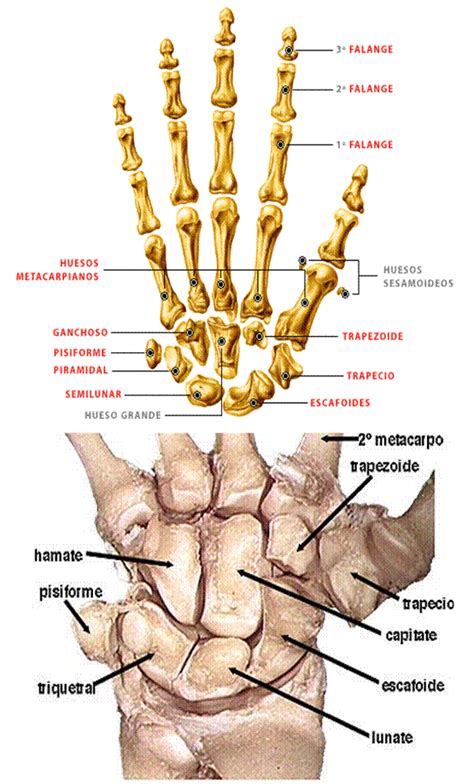 Anatomía humana general