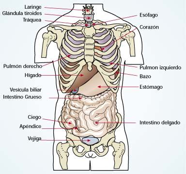Anatomía humana [imagenes + video]   Taringa!