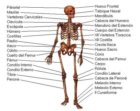 anatomia humana: ¿Qué es la osteología?