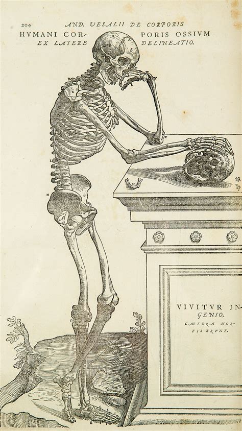 Anatomía humana   Wikipedia, la enciclopedia libre