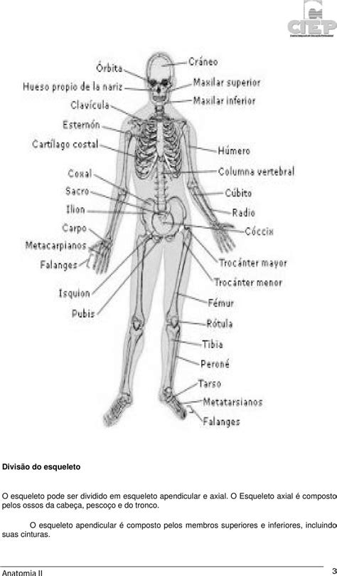 Anatomia II 2. Revisão da Anatomia do SISTEMA ESQUELETICO ...