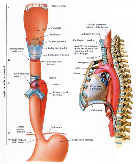 Anatomia macroscopica e microscopica dell esofago