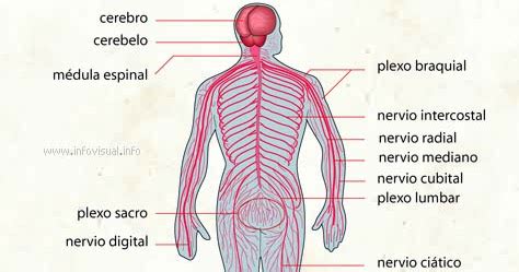Anatomía Macroscópica: Sistema nervioso.