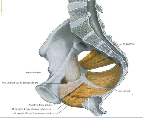 Anatomia: Músculos de la pelvis por Yeison Zarate