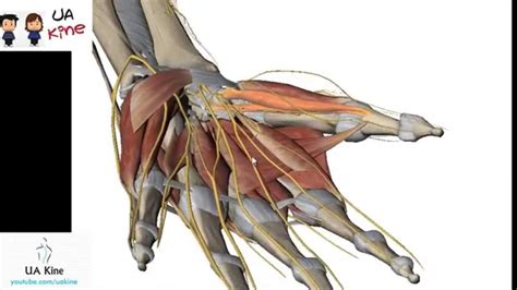 Anatomía Musculos Mano , Origen Inserción, Inervación y ...