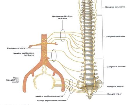 Anatomia: Nervios retroperitoneo por Vannesa