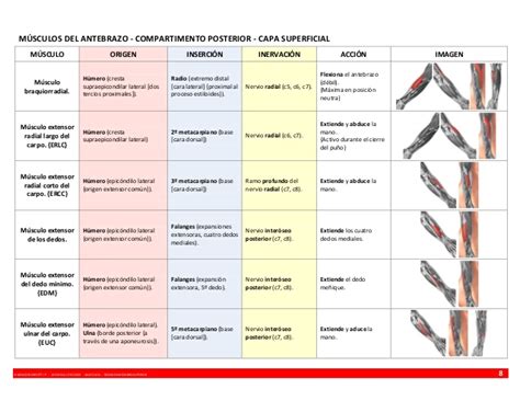 Anatomía resumen músculos   miembro superior