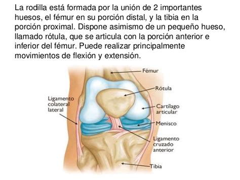 Anatomia: Rodilla   Pierna   Pie